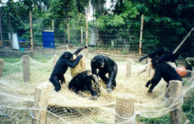 jeux de bonobos